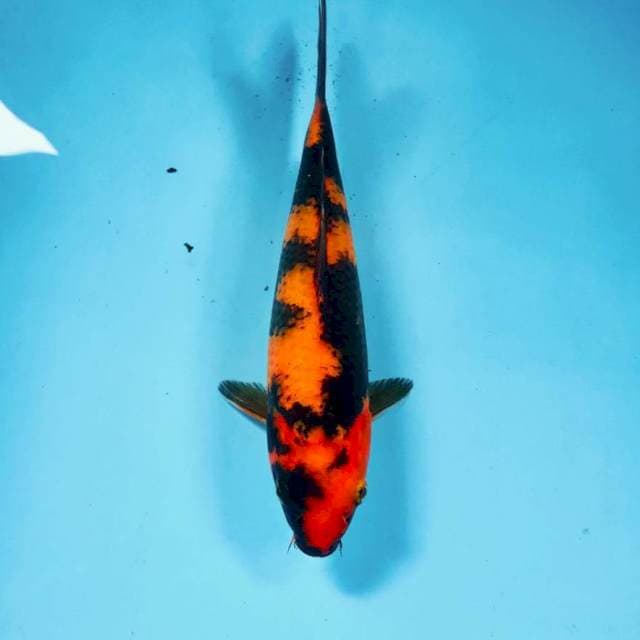 Hi Utsuri, 22 cm