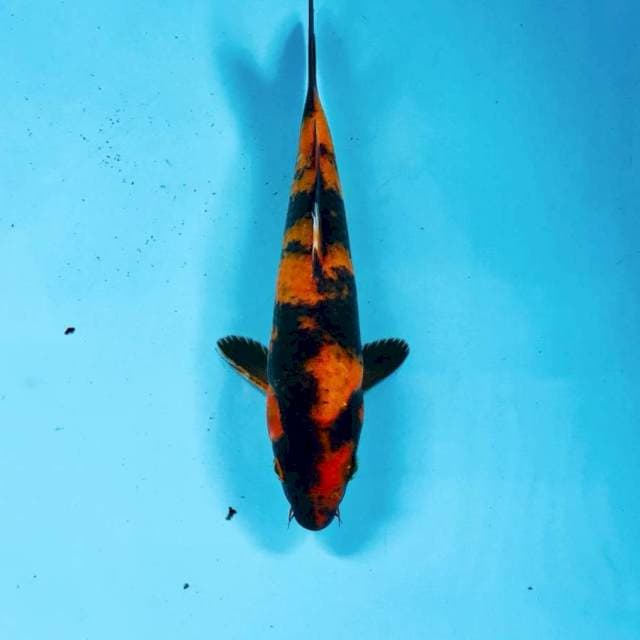 Hi Utsuri, 20 cm