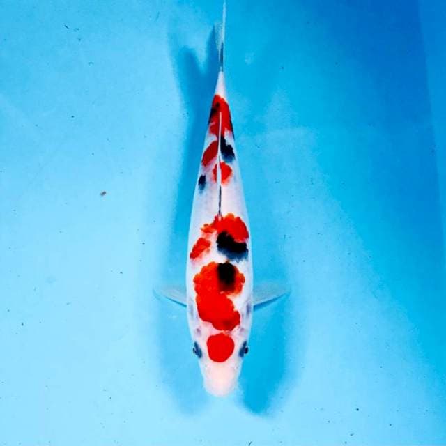 Sanke, 23 cm