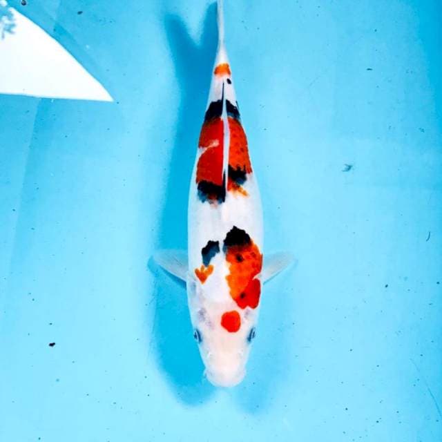 Sanke, 29 cm