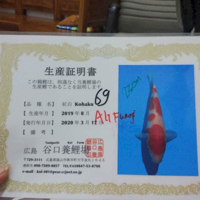 Kohaku import Taniguchi farm