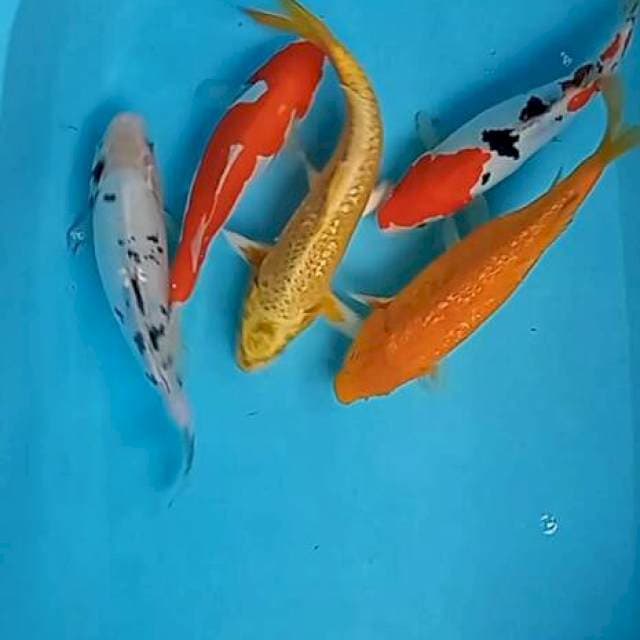 paket Mix 24-29cm