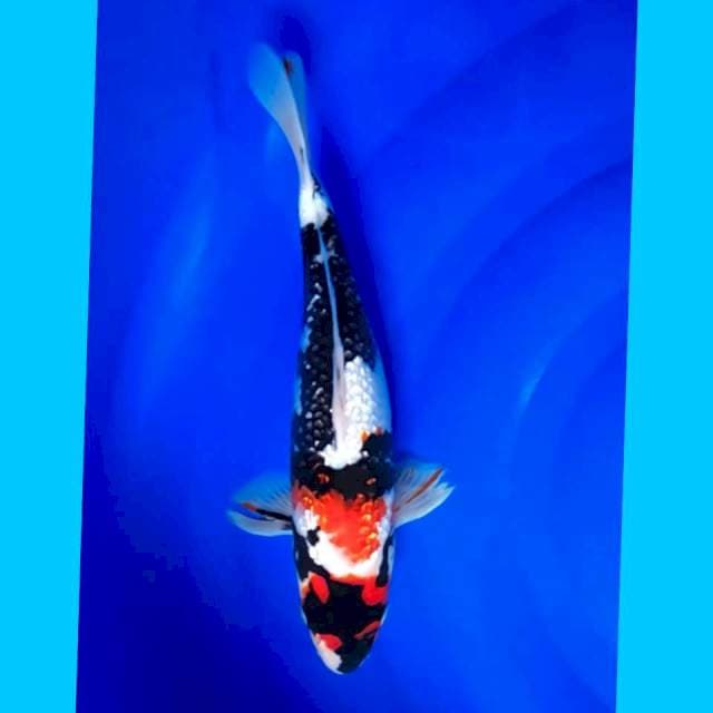SHOWA GINRIN 33CM