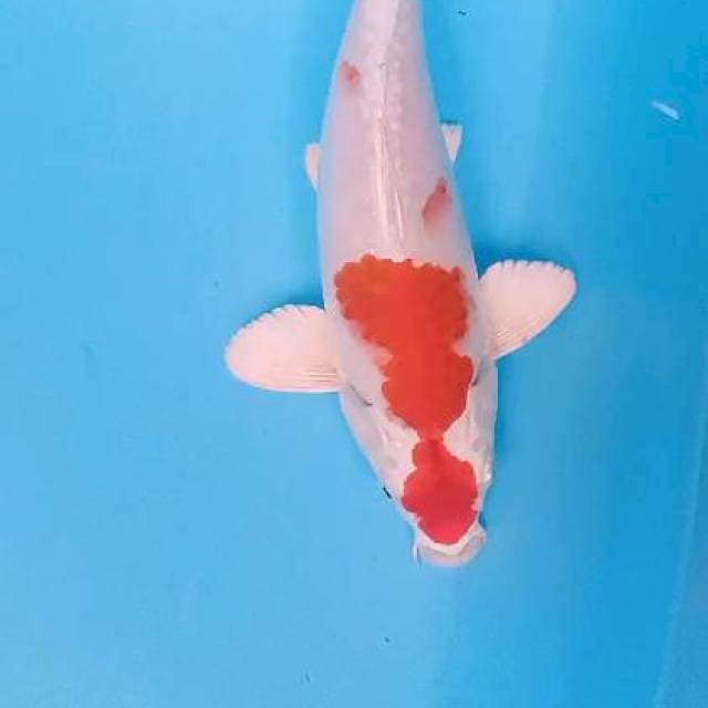 Hikari body terpedo 30 bu/29 cm
