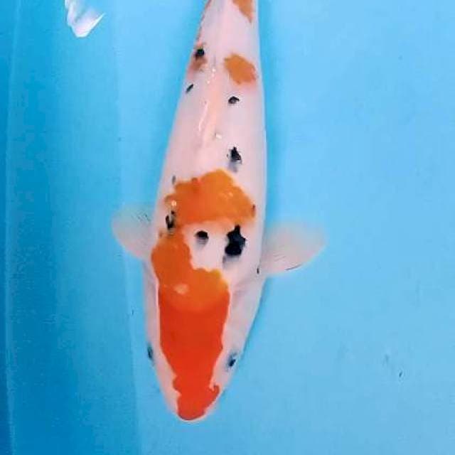 Sanke 40 cm