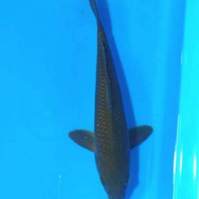 Cagoi 30cm