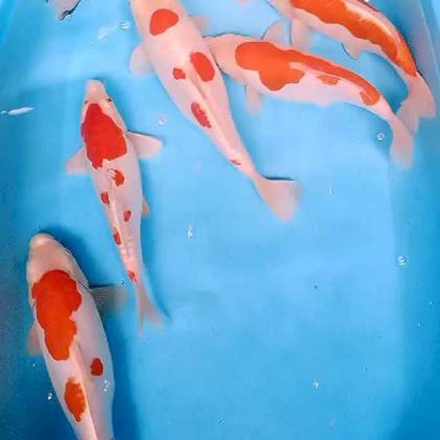 Doitsu 28-34 cm 6 ekor punuk onta