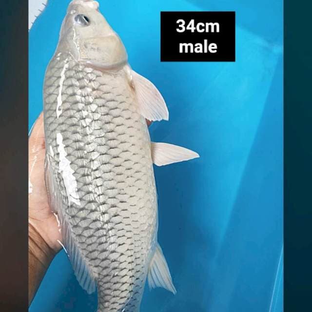 Soragoi ginrin punuk 34cm male
