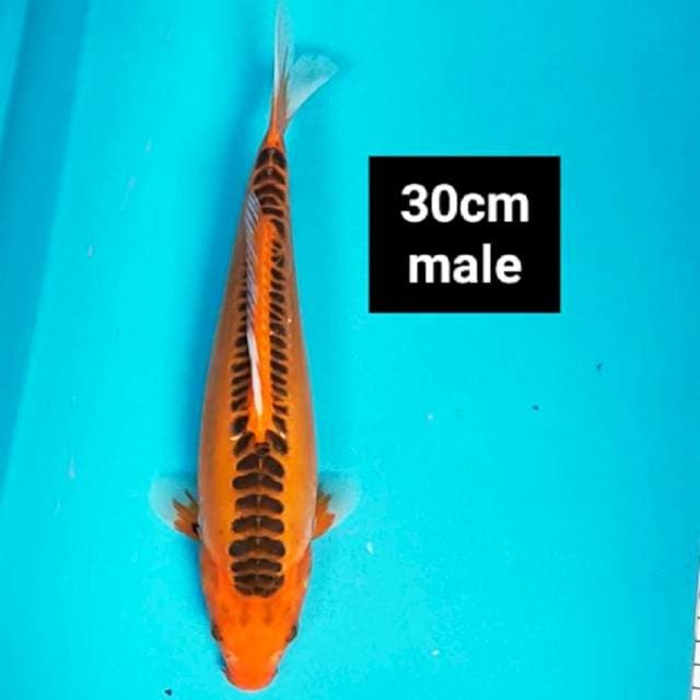 Shusui 30cm male