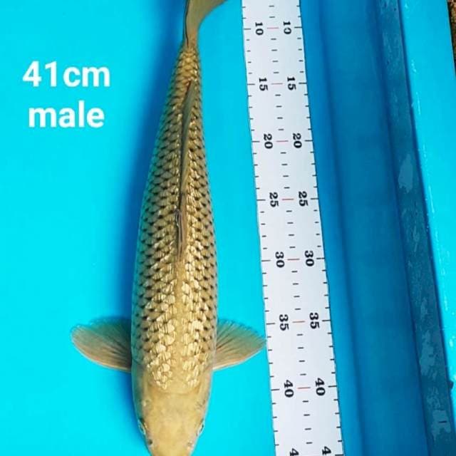 Midori ginrin jos 41cm male
