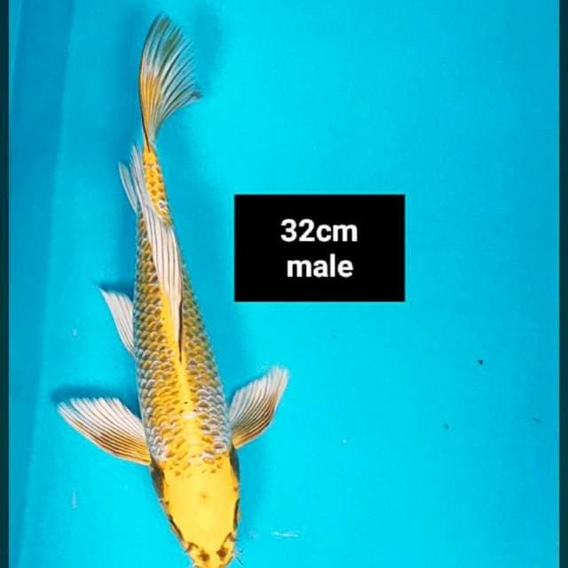 Kumpay antik 32cm male