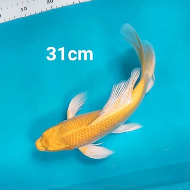 Kumpay ogon strong 31cm