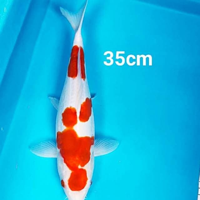 Maruten ai goromo strong 35cm