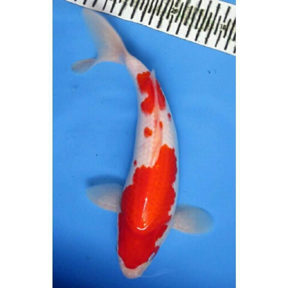 KOHAKU