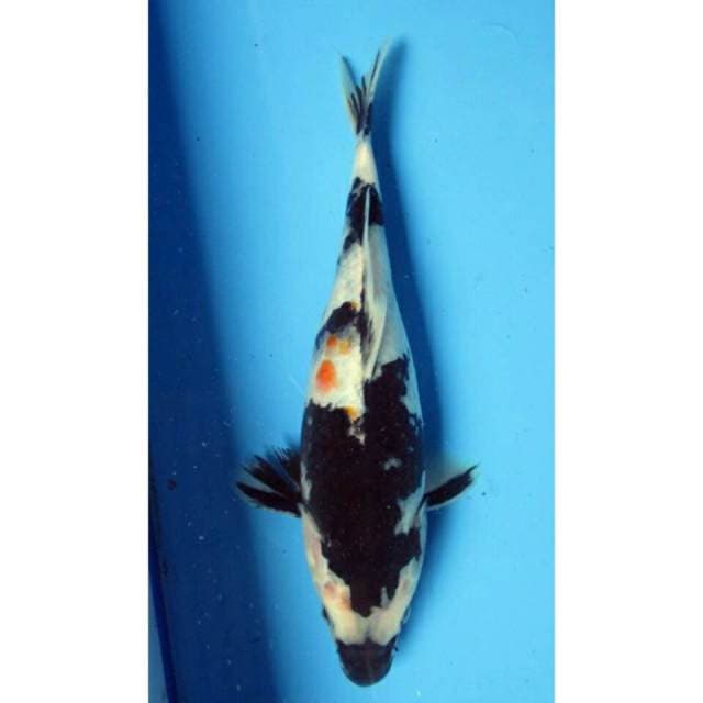 Showa 28cm