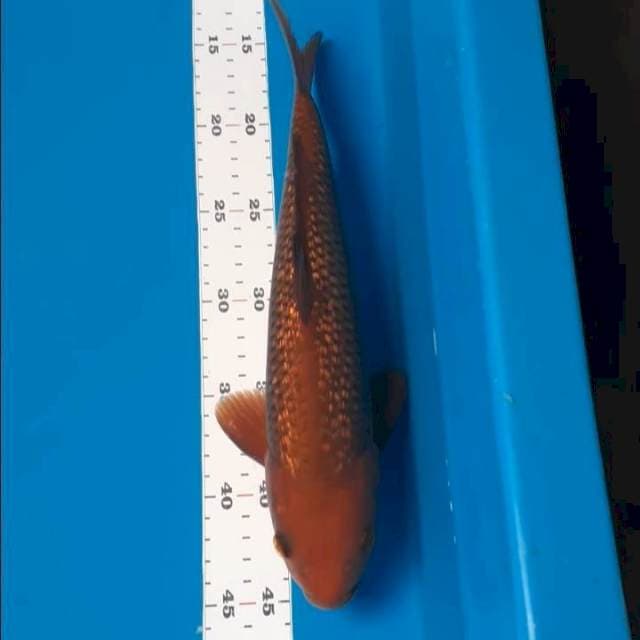 Cagoi ginrin 32cm