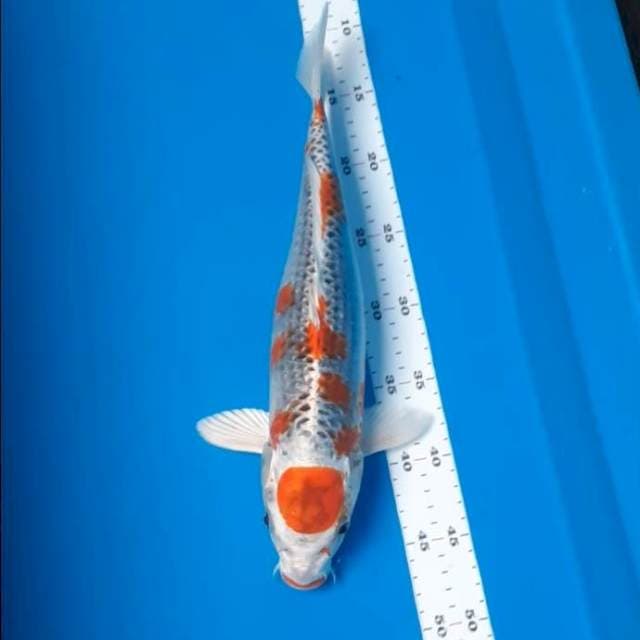 Kujaku 37cm