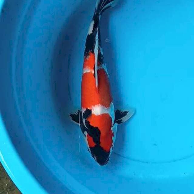 Showa 36cm
