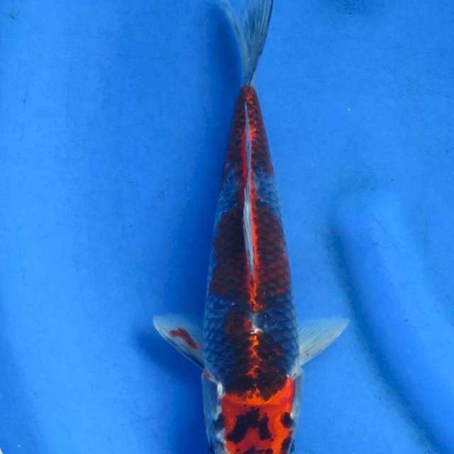 Goshiki ori 28cm