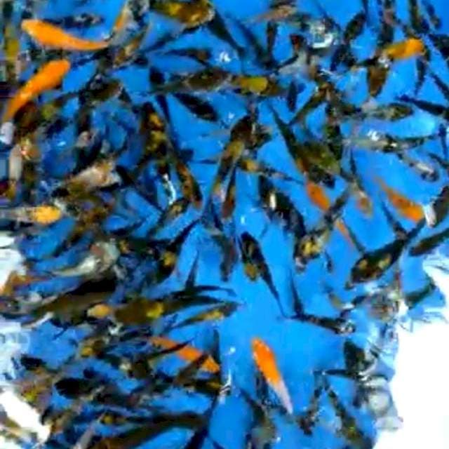 Bibit showa sisik 4-7 cm .1000 ekor