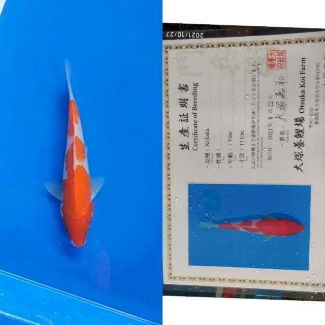 Kohaku 20cm Otsuka