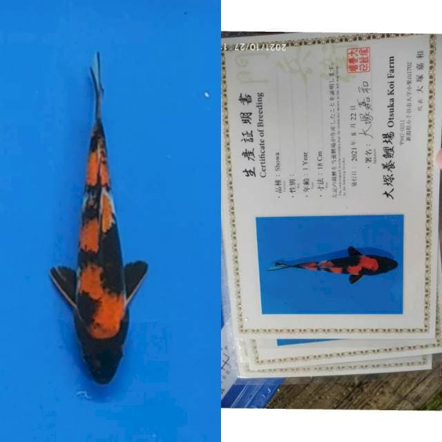 Showa 20cm Otsuka