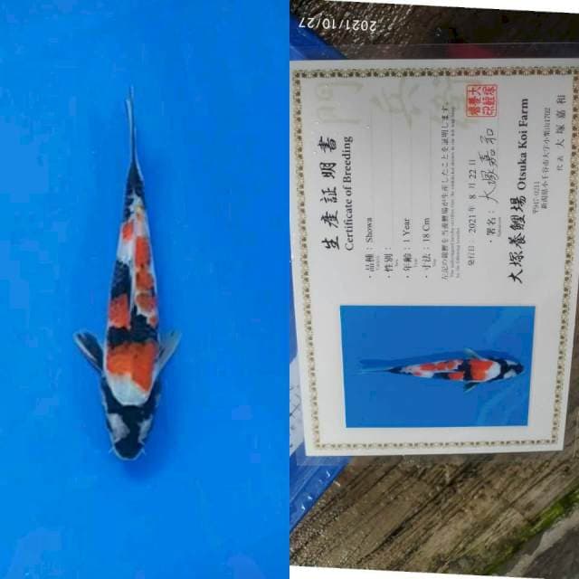 Showa 20cm Otsuka