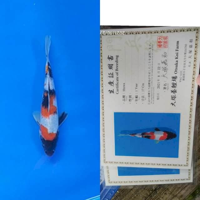 Showa 20cm Otsuka