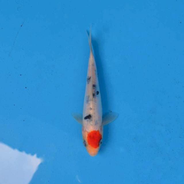 Tancho Sanke Doitsu