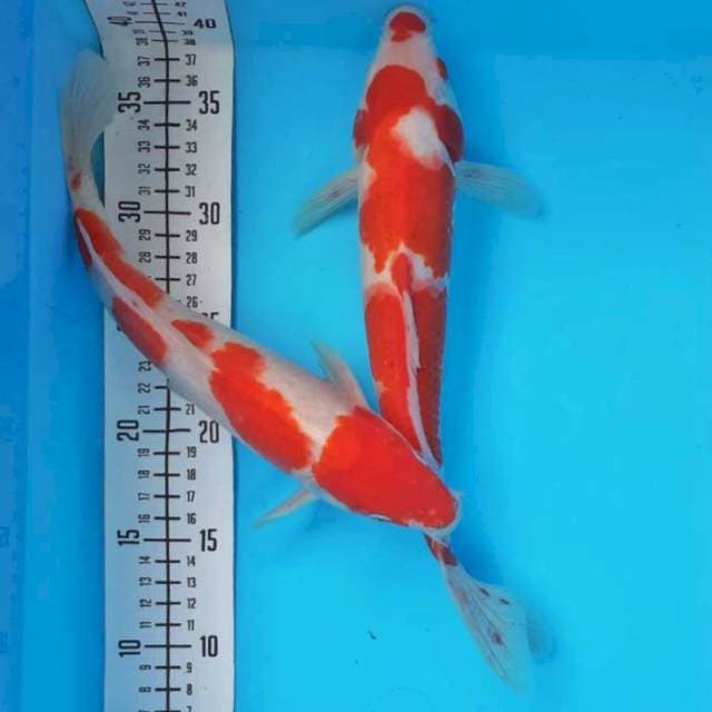 Kohaku 30cm