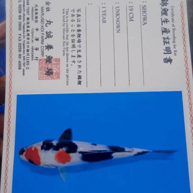 Showa Marusei