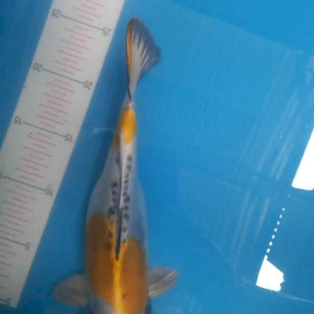 Tc kikoryu 28cm