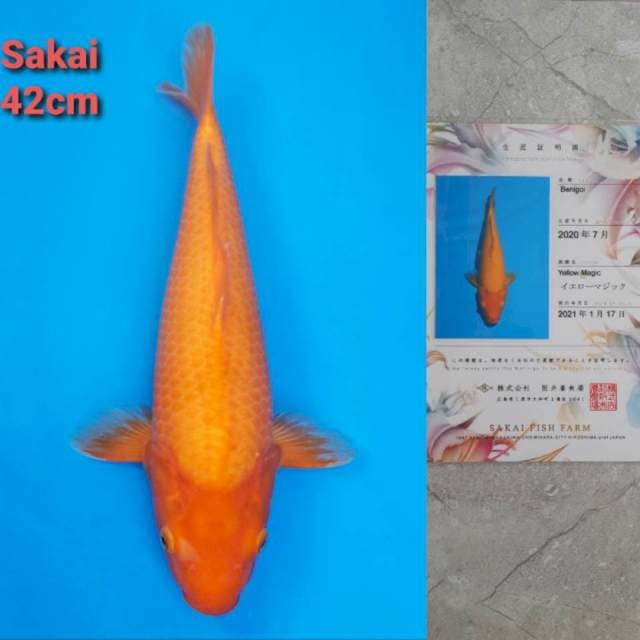 Sakai Benigoi YellowMagic Certi