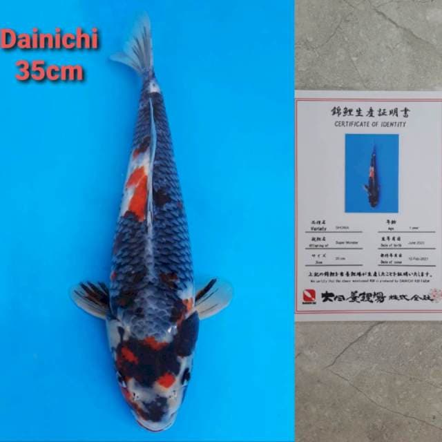 Dainichi Kage Showa Certi