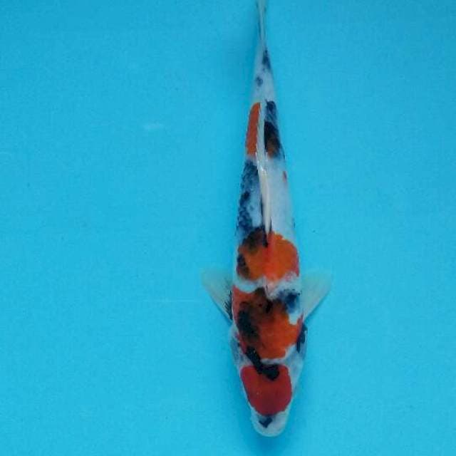 Maruten showa tategoi