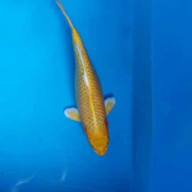 Ogon