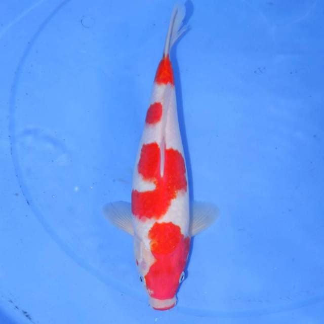 YONDAIME KOHAKU PROSPECT