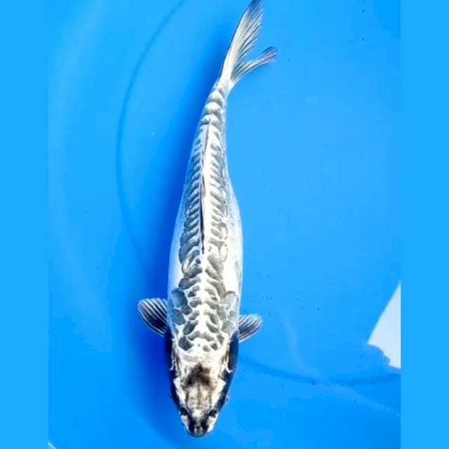 WHITE DRAGON JINAK 36cm