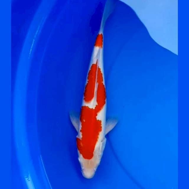 BOZU KOHAKU 34cm
