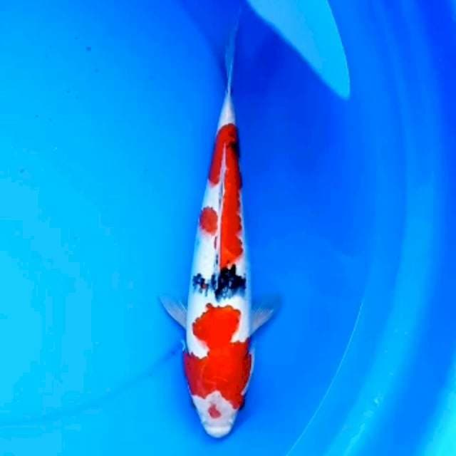 KIRIN SANKE 32cm