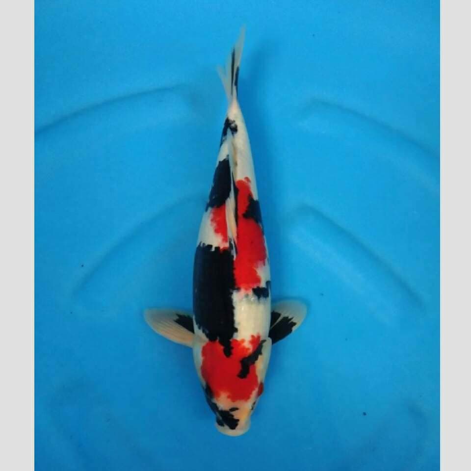 showa mantab koleksi 40cm