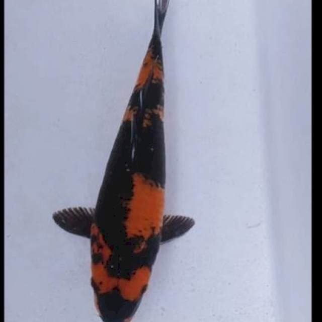 Utsuri 35cm