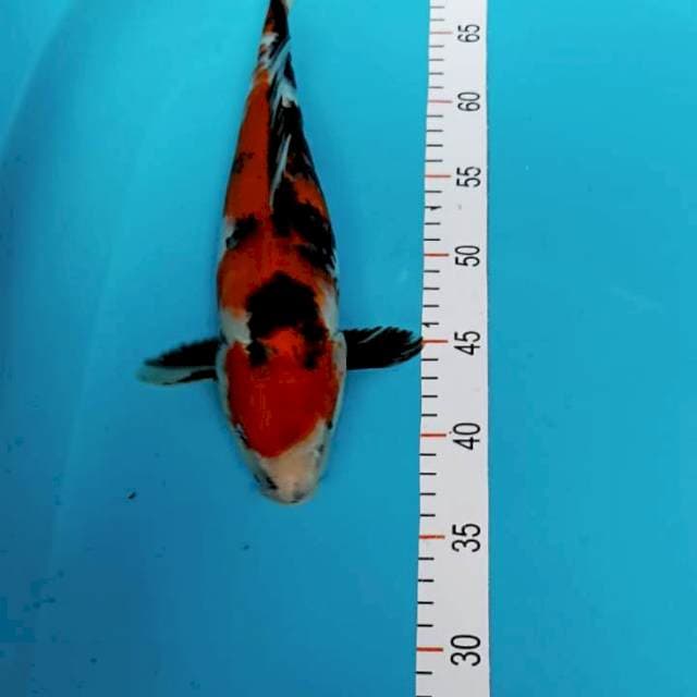 Showa 36 cm betina