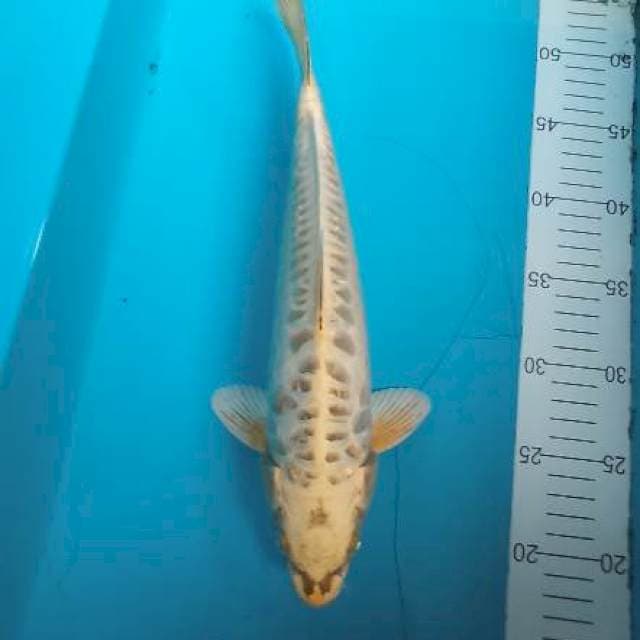 Mukasi aragoke ginrin size 33cm