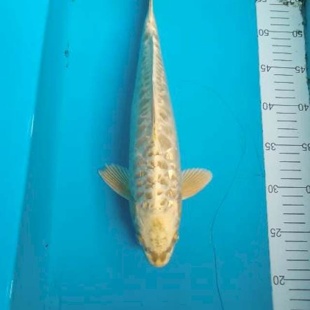 Mukasi aragoke ginrin size 34cm