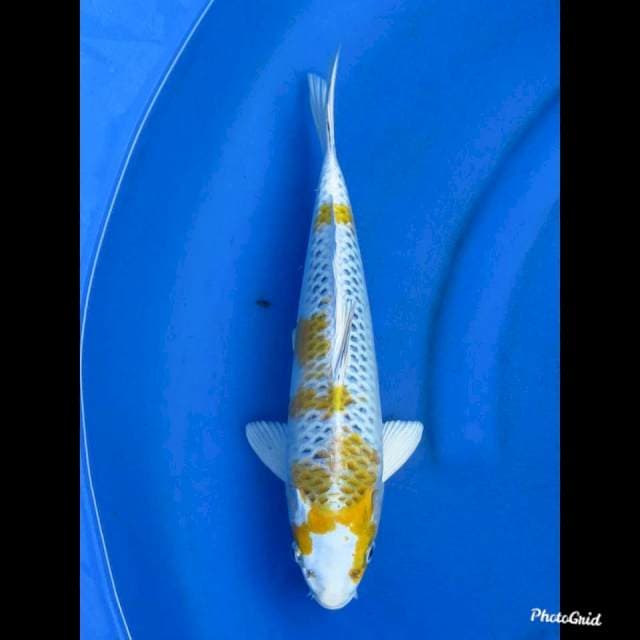 KIRIN KUJAKU F1 , 34cm