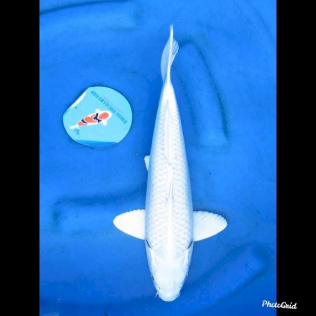 PLATINUM , 39cm
