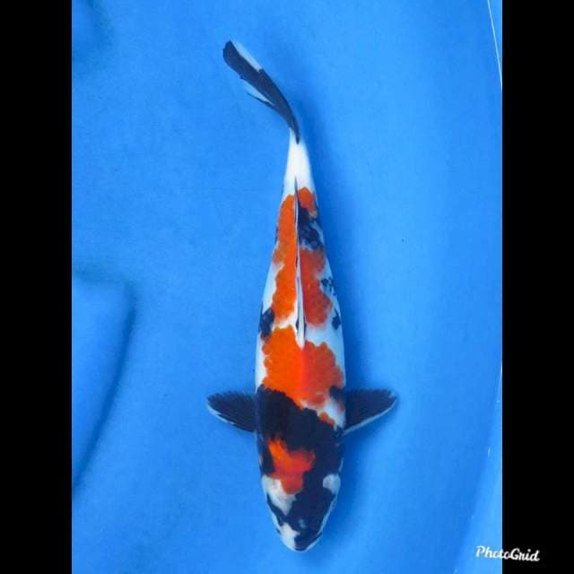 SHOWA HQ , 26cm
