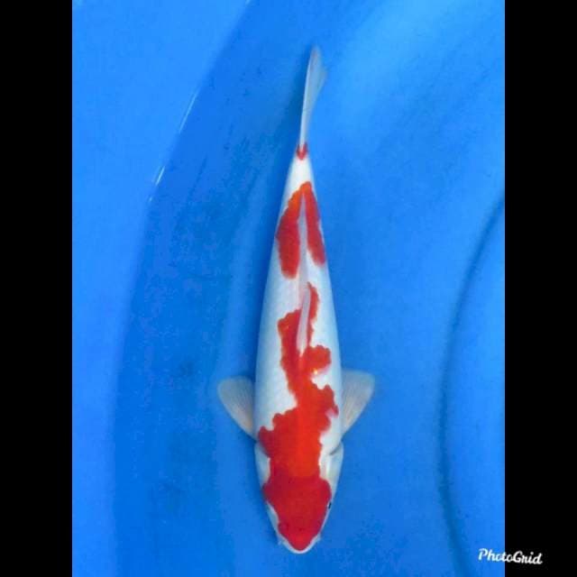 RED KOHAKU , 36cm