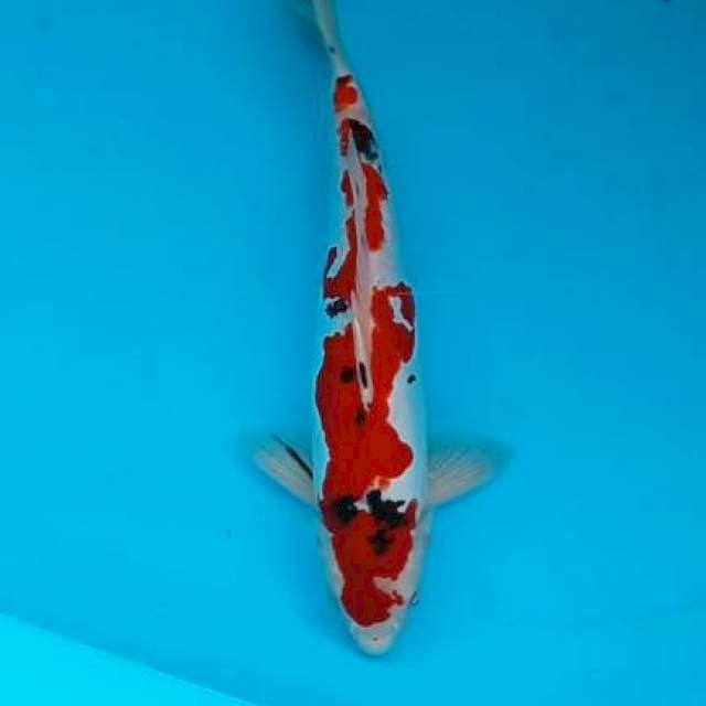 Sangke doit aragoke 36cm